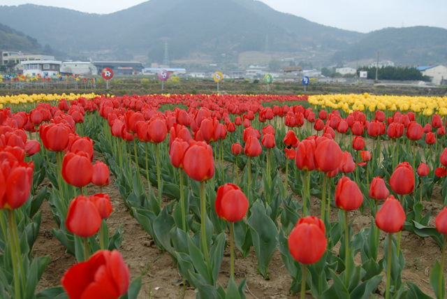 튤립꽃밭전경1.jpg