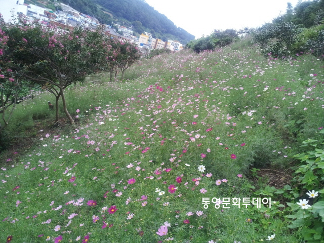 1코스모스1.JPG