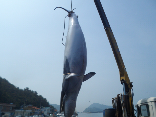 3(150624)남해군 앞바다 죽은 밍크고래 1마리 발견(사진1).JPG