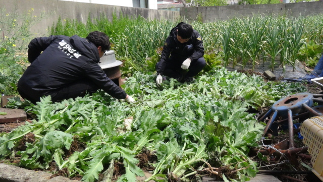 111(170427)통영해경, 섬 지역 양귀비 밀경작 사범 13명 검거(사진1).JPG